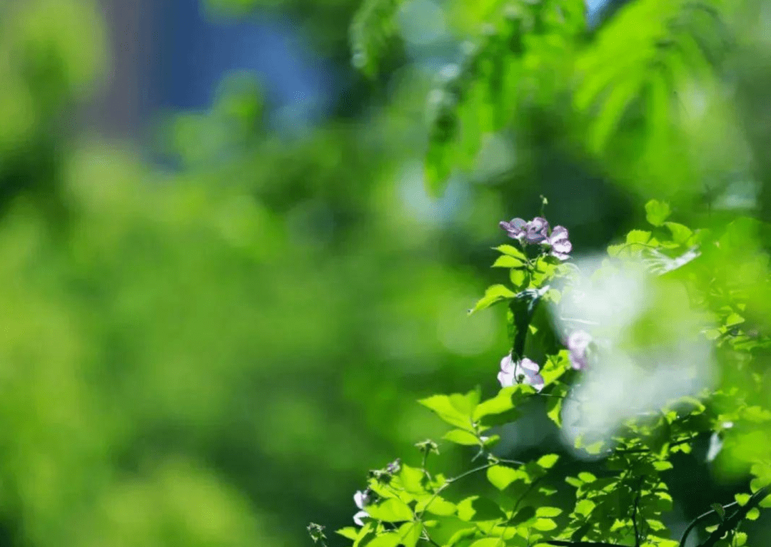 诗词鉴赏 莫道今年春将尽 十首残春的诗词 欣赏春深夏浅的美丽 白日静