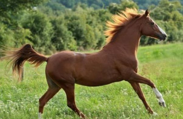 原创属马人2021运势穿3种颜色衣服最旺4月27日开始转变