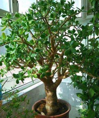 最好的吉祥树 1a786e3cf1d542ec971e5ea4c6803aeb.jpeg