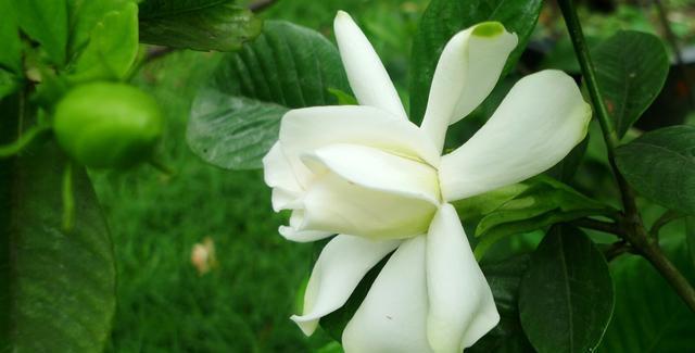 夏天有什么花是开放的 2e4d3d8f2d1649f4aadcbca2d606ed64.jpeg
