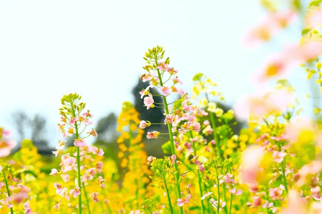 江夏五里界彩色油菜花图片