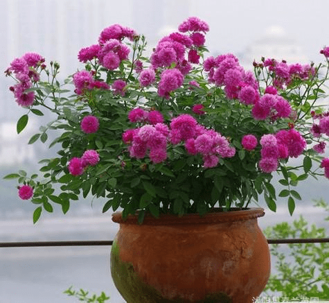 月季怎么浇水才不会烂根 8f05271678674e0081a613cc77ec04b3.png