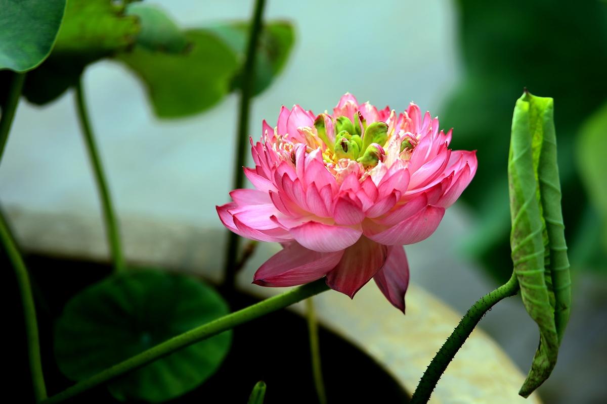 台湾|瘦西湖万花园