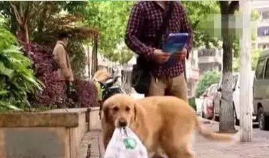 狗狗帮主人捡瓶子卖钱 451ea24978944b0aa28ccebc7c8c8132.jpeg