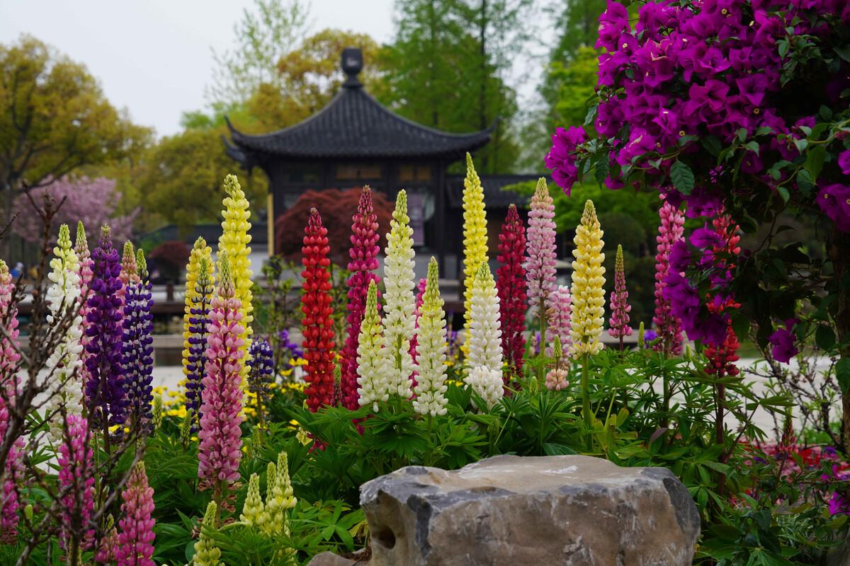 台湾|瘦西湖万花园