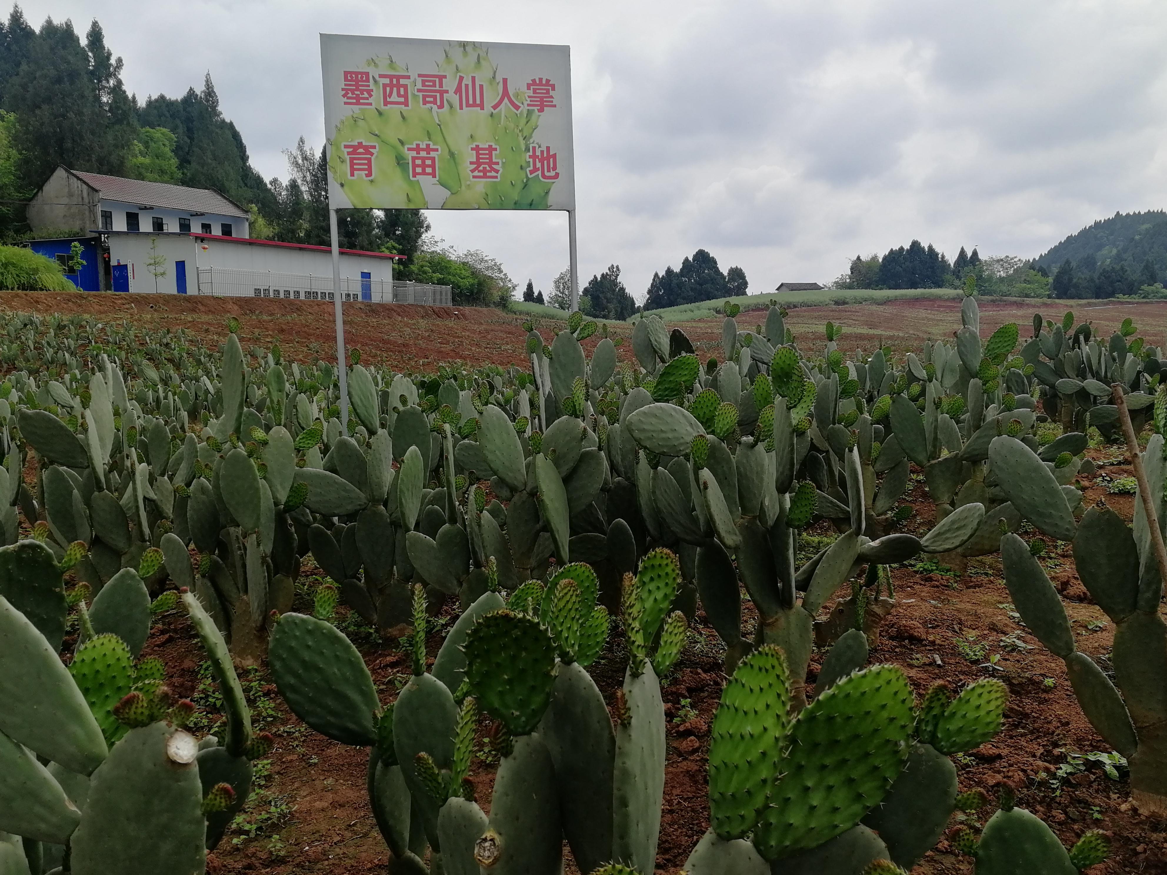 遂宁安居五香庙：特色优质产业提振乡村发展底气