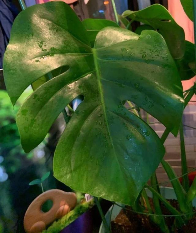 龟背竹怎么能快速养大 d3bea4e279a14323ac3112b10afd2a0e.jpeg