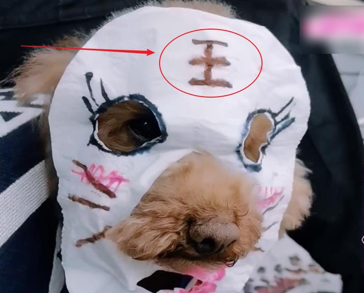反差萌老虎 65f55ffcabb94573ae76b8457e8b1188.jpeg