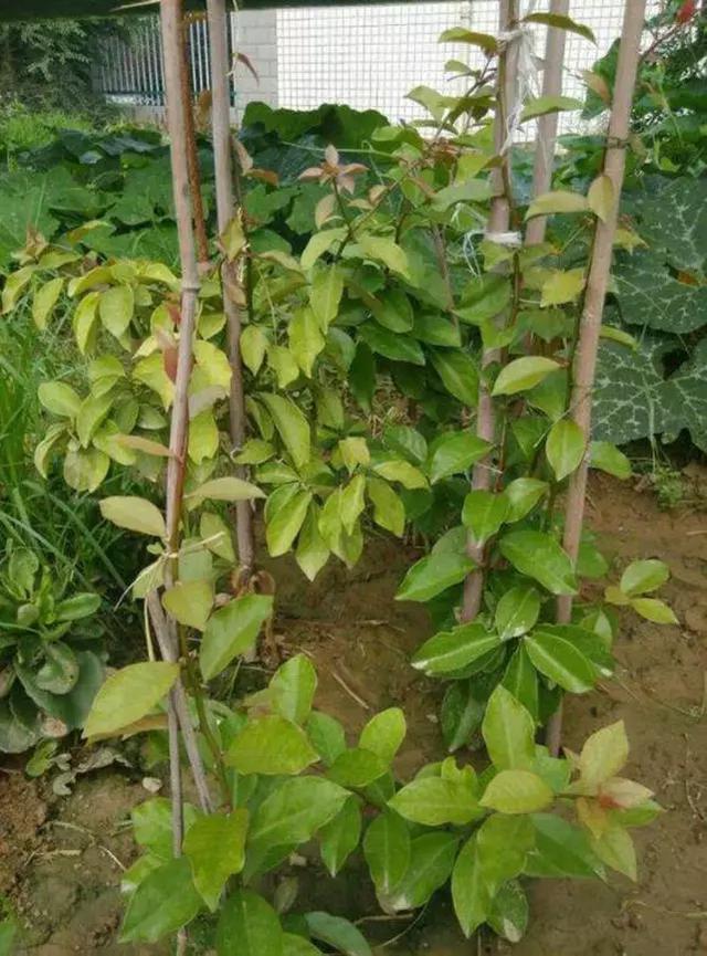 几月份嫁接蟹爪兰好呢 e0363801138846f1a9ce2e9c25f2defb.jpeg