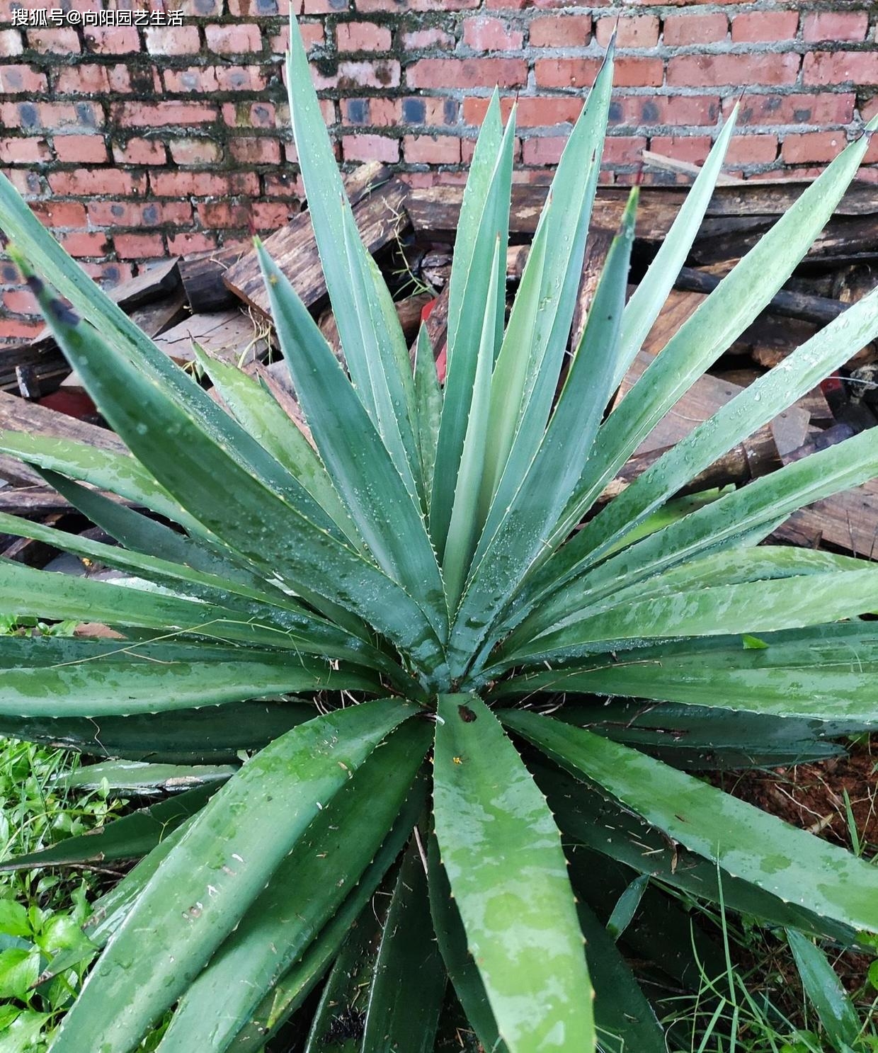 这种植物 叶子像宝剑 在农村随处可见 都说它是龙舌兰 剑麻