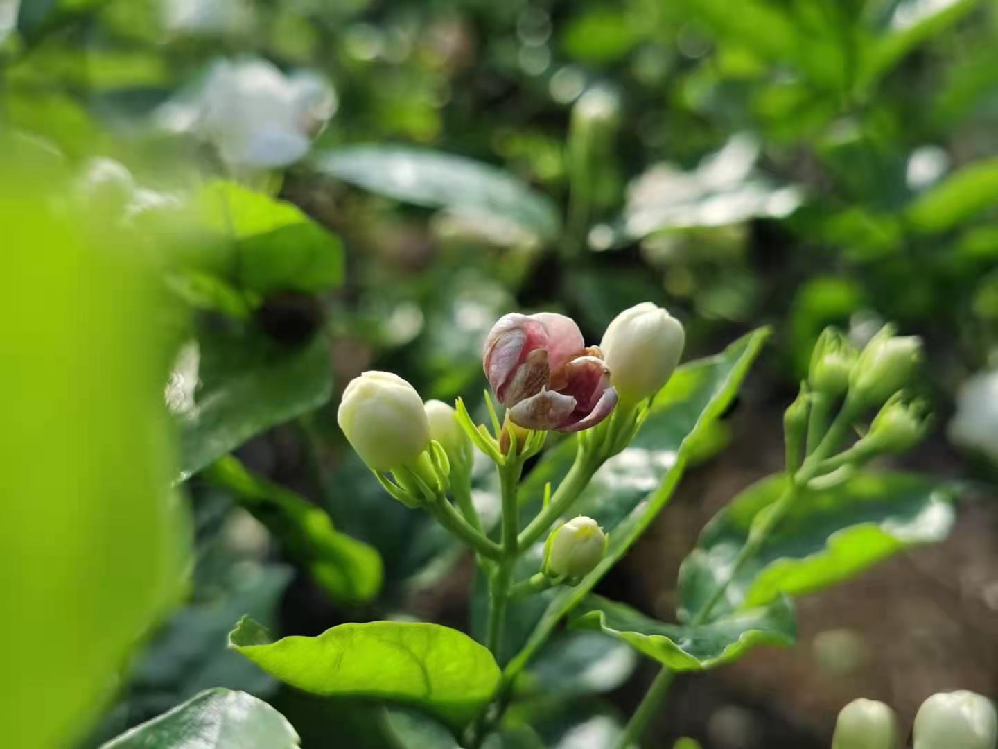 中华茉莉园首届茉莉花开采节