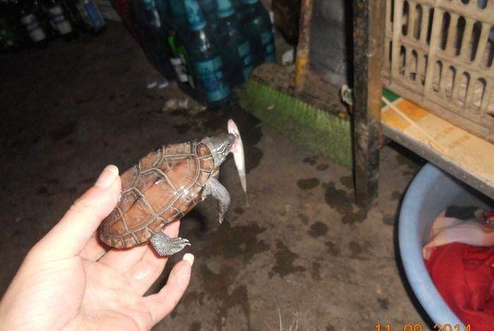 乌龟为什么不吃活鱼 497fb0aa7f54497ba1a6b1df59de81c4.jpeg