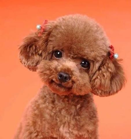 狗为啥会得糖尿病 6a6b35ddb480428cab62cae117bf20fc.jpeg