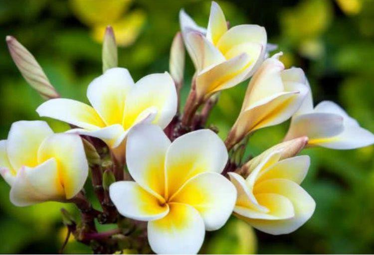 从4月30日开始 家养此款花卉 添绿意清空气 格调品味高 开花