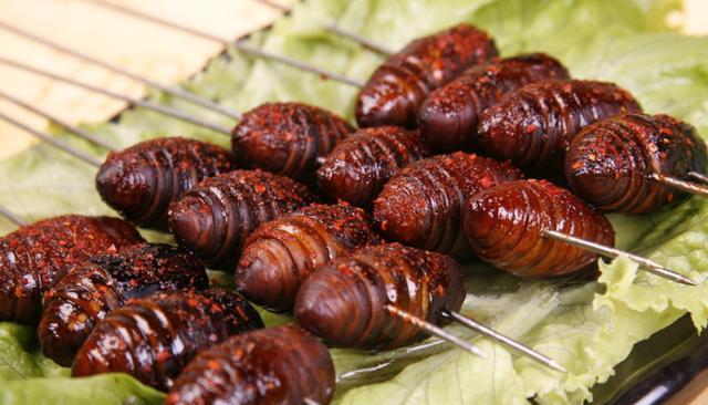 怎么养蚕蛹 d53dbc5bc11a49a8a7c881e2643be650.jpeg