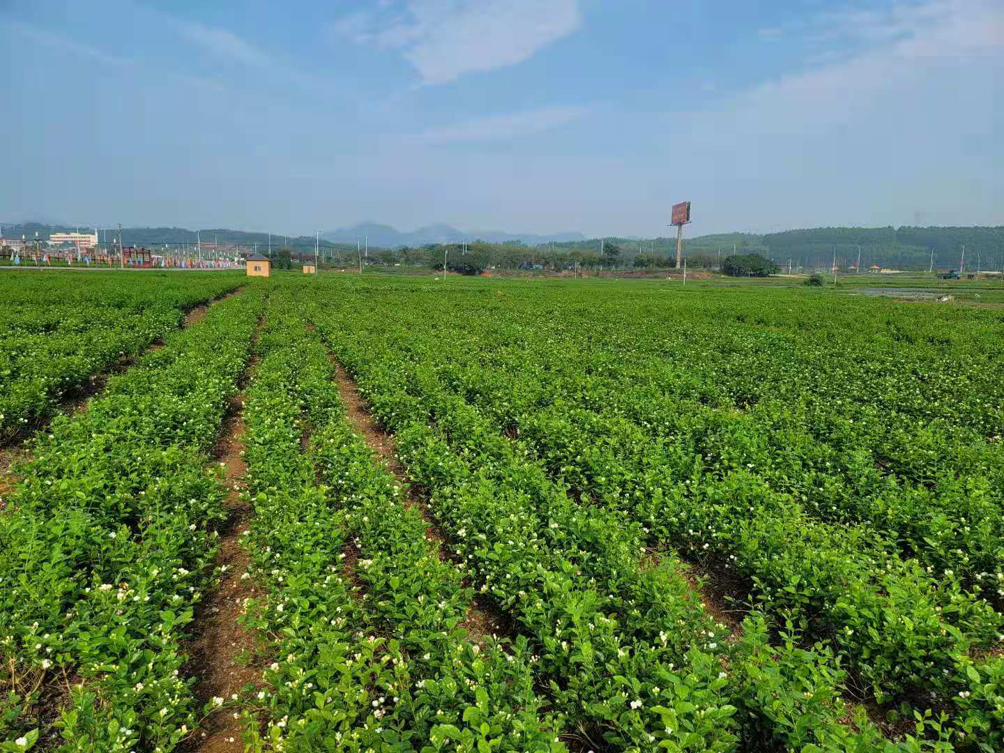 中华茉莉园首届茉莉花开采节