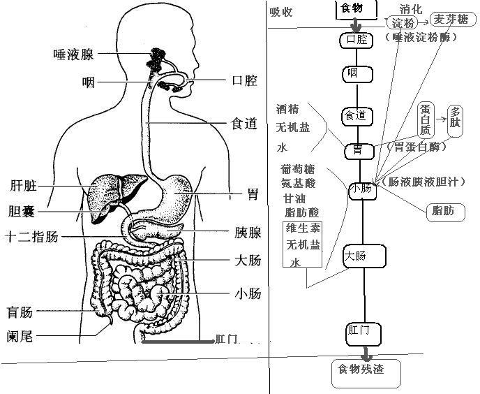 人体八大系统——消化系统