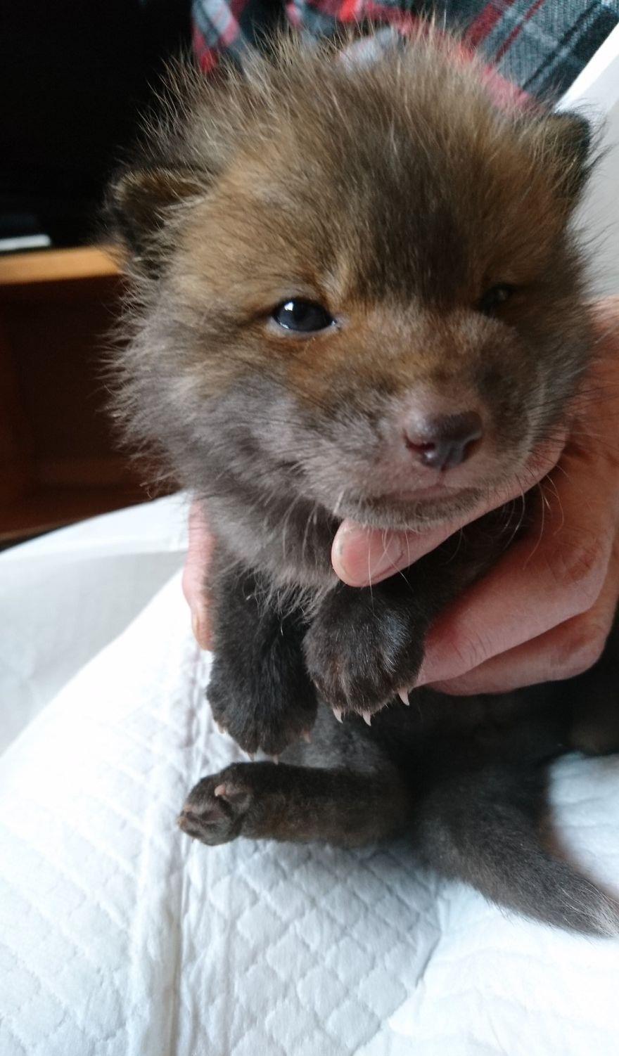 狗狗叫声可爱视频 18c5ab0919884794a0fbc1466fd3f9e2.jpeg