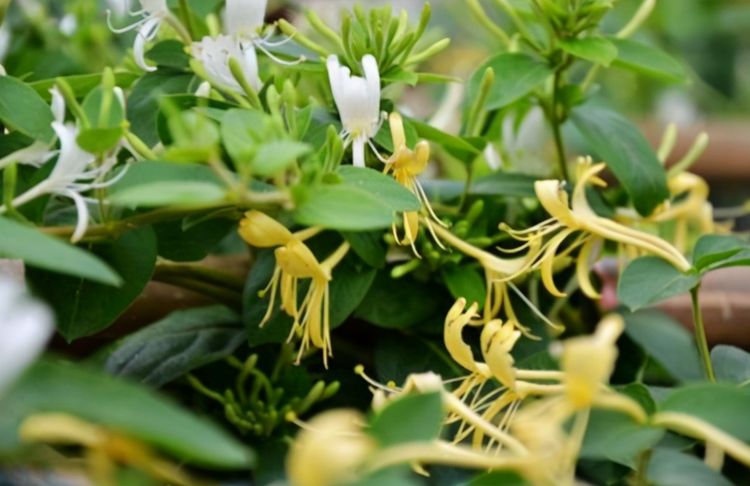 高品质太子参 4b696f574dba484c8297dd4147cf8818.jpeg