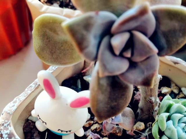 多肉怎么快速繁殖一大片 7bae5e036f8442509a326b4f13f9c75c.jpeg