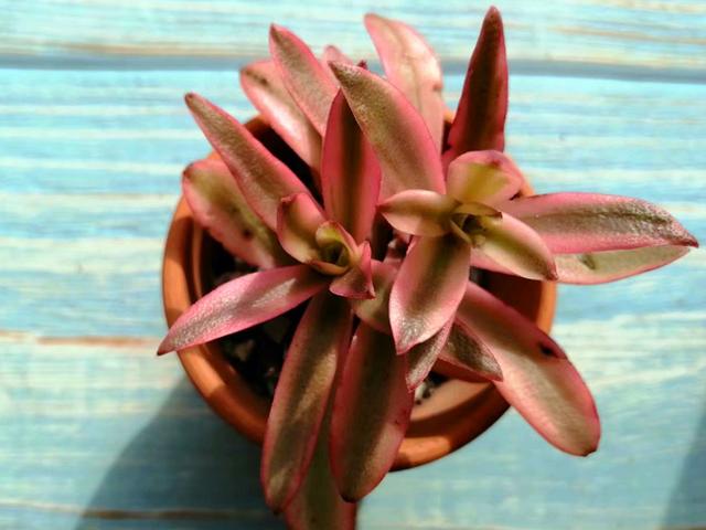 多肉怎么叶插成功 96b4fe2274c14485b4cf7d9276e6922d.jpeg