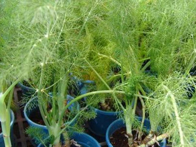 茴香开花图片 搜狗图片搜索