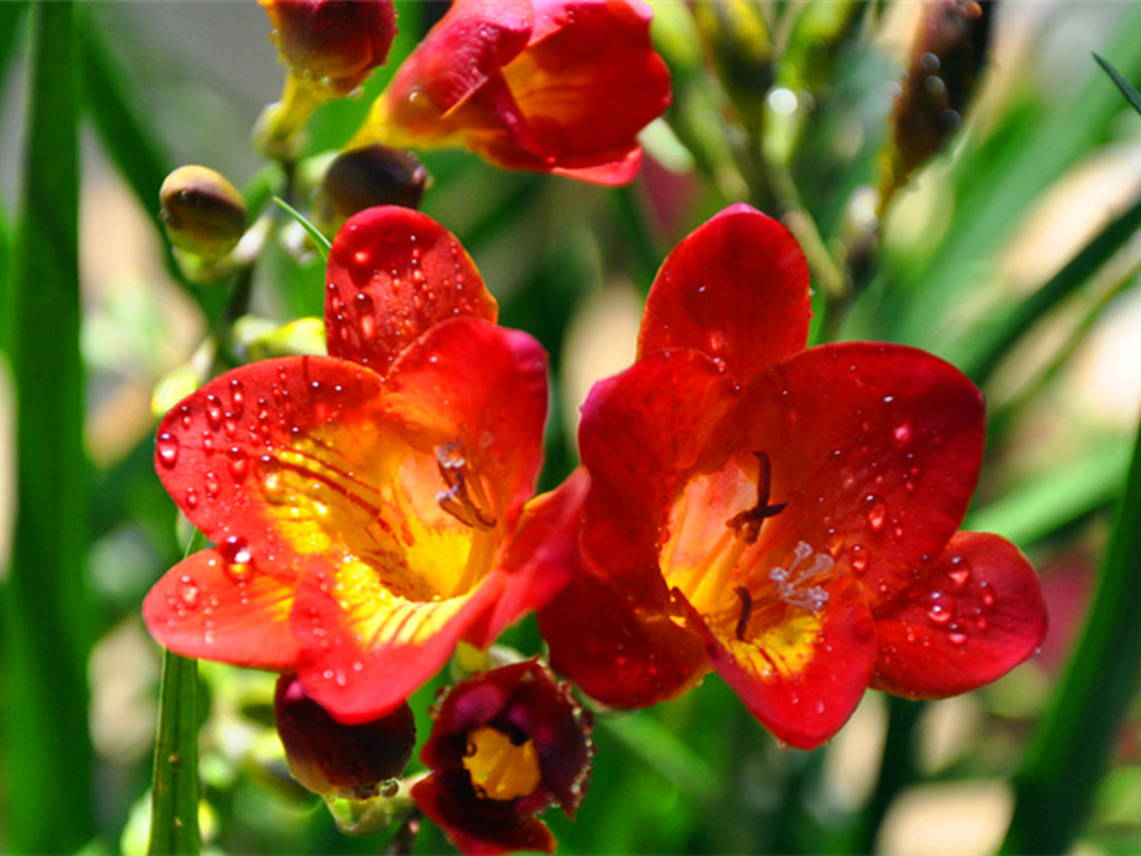 什么时候种植香雪兰最好 f70ecf72549345b3b6a94b64961f94ea.jpeg