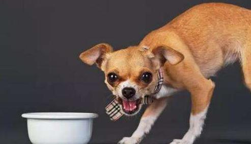 怎么看小狗是否护食 074d578ae69e469dbb213f9dfcea884d.jpeg