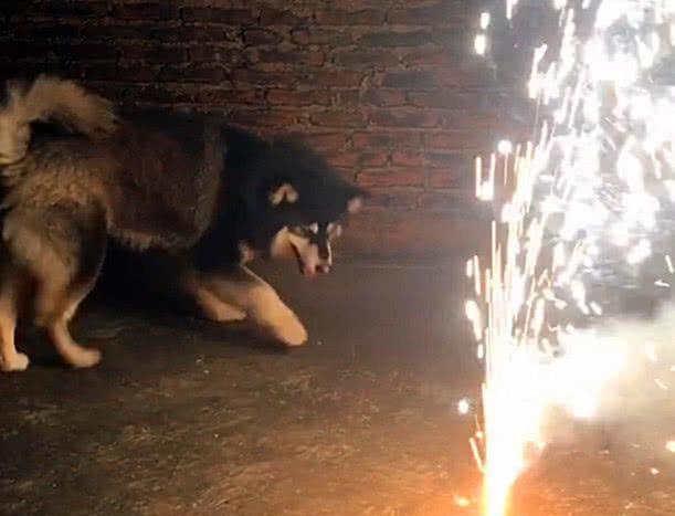 梦境解析，自家的狗被蛇缠住，我挥刀斩断恐惧的象征——一场关于勇气与保护的梦境之旅