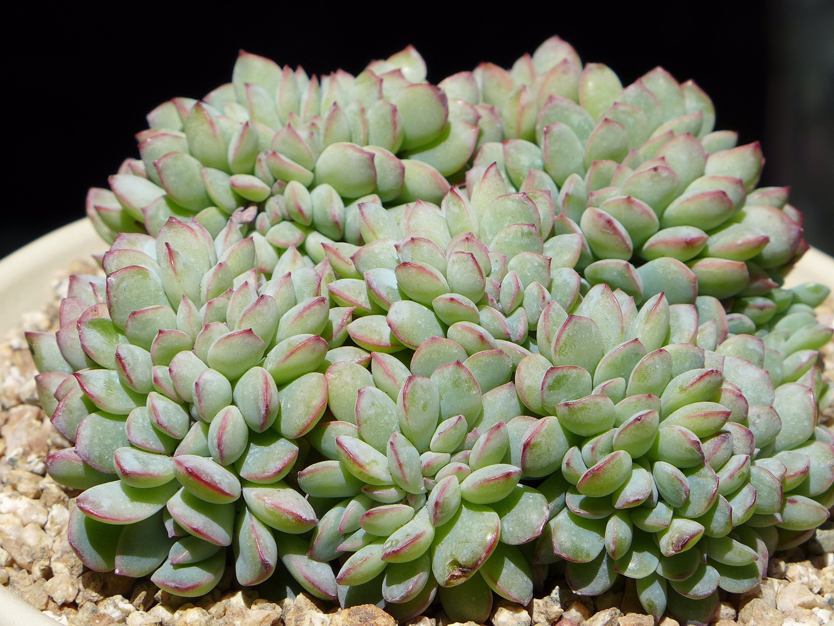 多肉种类及名字 1b63a99a3a154da09a76730349c2cfd2.jpeg