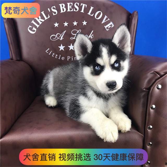 适合家里养的狗品种推荐 43f4eb1ec336452aad0af78b2993f9de.jpeg