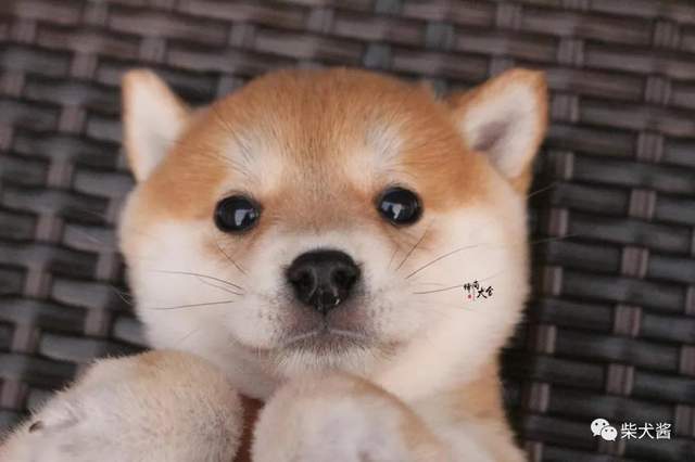 为什么很多综艺喜欢用柴犬来衬托节目氛围 训练