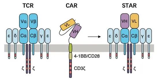中国科学家新开发的start细胞疗法能精准狙击实体瘤比cart疗法更有效