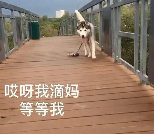 天黑二哈在公園賴著不回家，主人的反應看呆路人：耍賴碰上耍橫的 萌趣萌寵 第4张