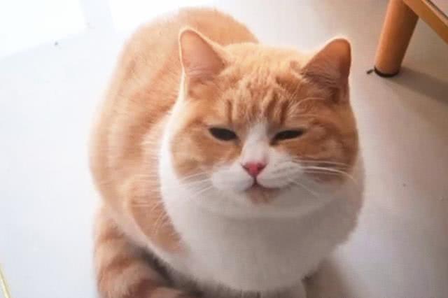 1fa52c69336348238c1d60409bb9c1ac.jpeg