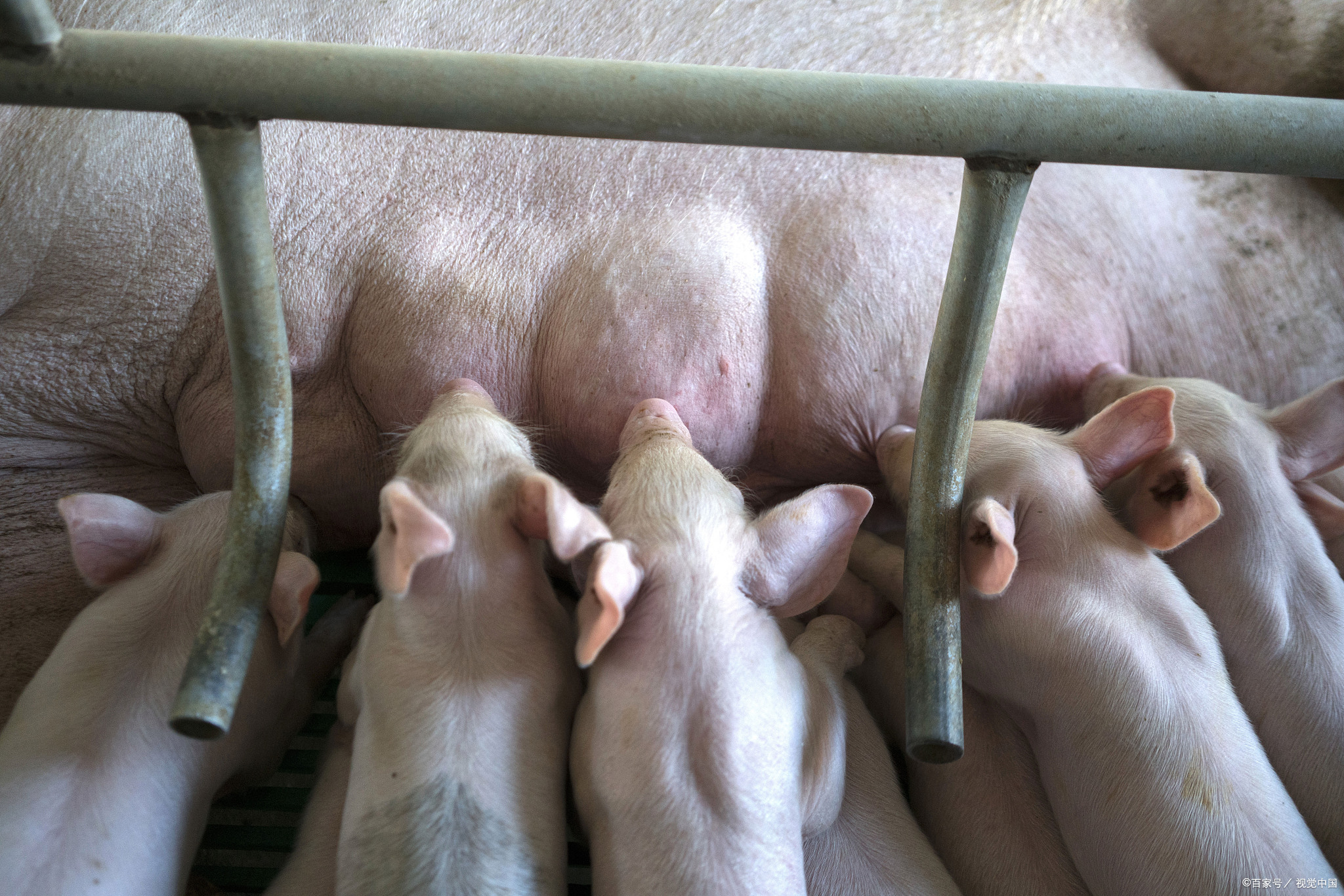 养猪微课堂哺乳仔猪窝重每增重1公斤需要多少公斤奶水