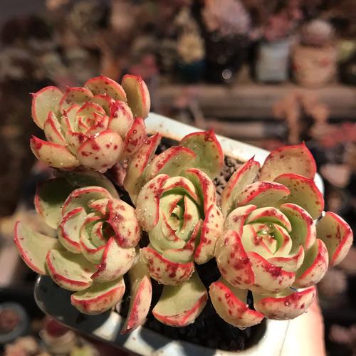 人见人爱的多肉爱火不易徒长易出状态轻轻松松养出红尖血斑