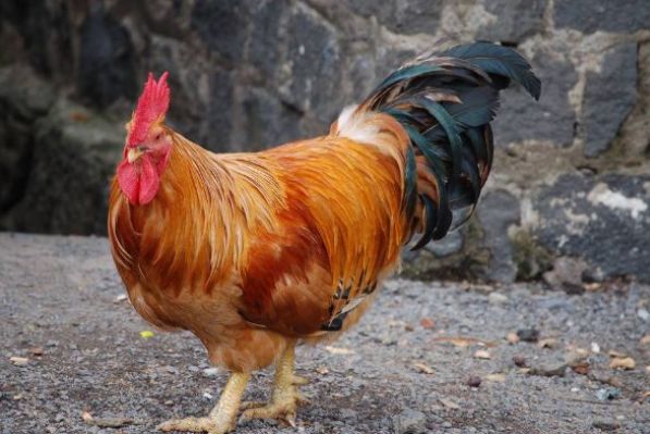 1969年"酉鸡人"的终身寿数,2021年该何去何从?也许这就是命!_属鸡