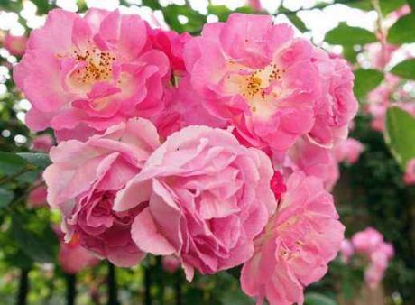 5月4日开始 养花试试这几款 阵阵花香 香飘十里 花朵大 粉红色