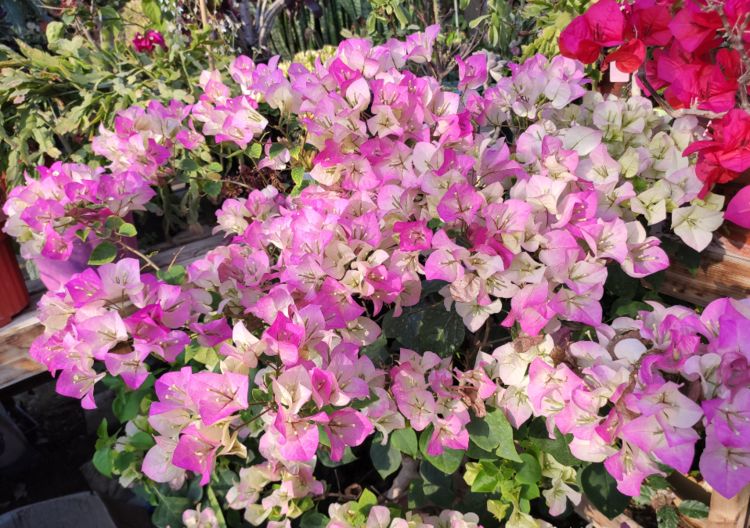 三角梅开花后怎么浇水最好 e284b79bd56d415f948c8624465ab39b.jpeg