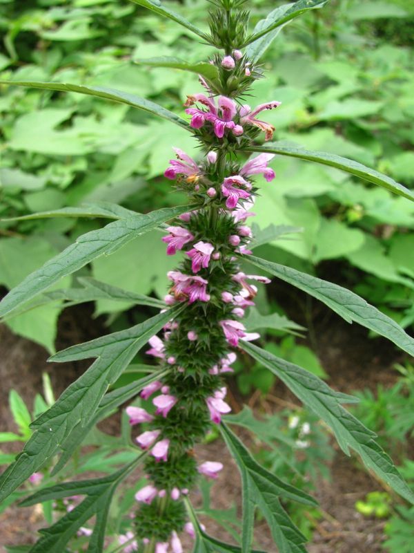 宫寒的"克星"来了,女人常吃此物,调经补血,暖宫排毒,试一试