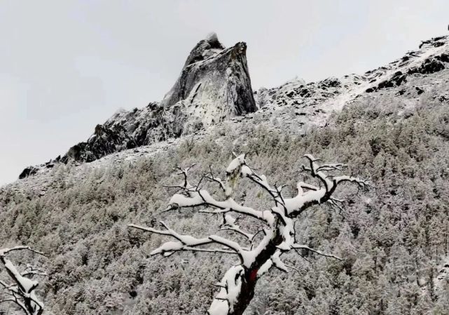 图:黄登富,杨仞飞雪迎夏到,犹有花枝俏含苞待放的花蕾和晶莹剔透的