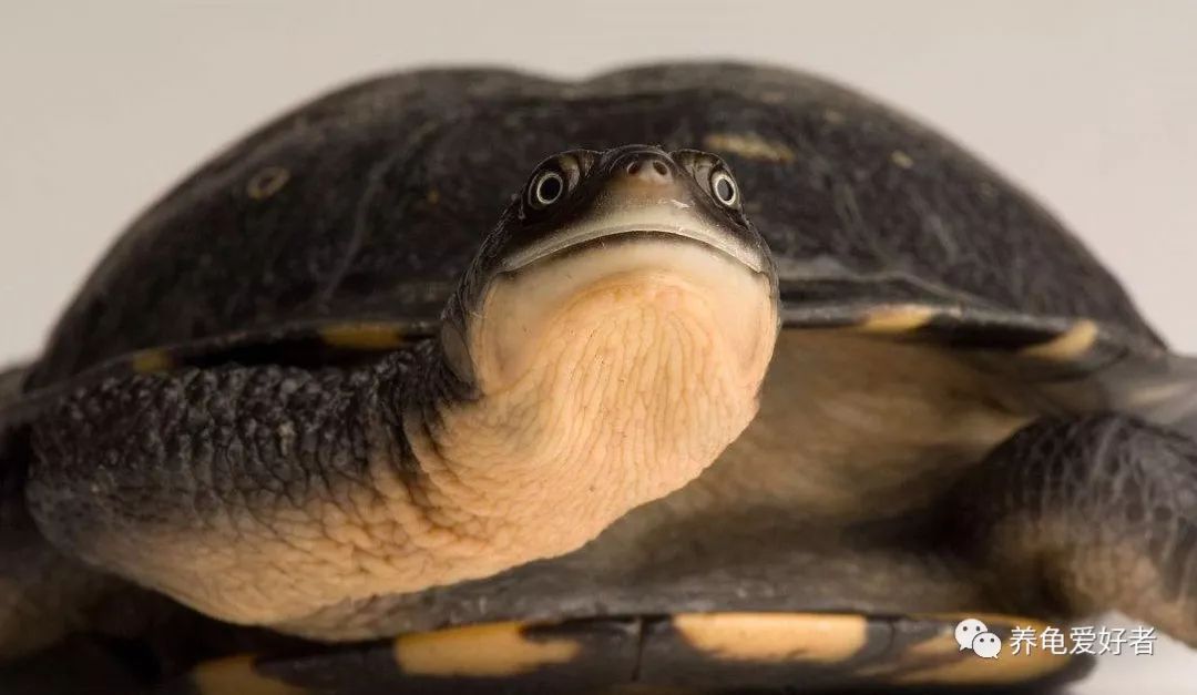 玄武一词 用在它的身上 可以说是再贴切不过了 蛇颈