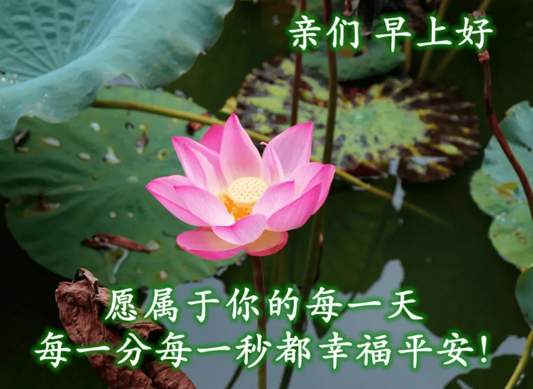 原创非常好看早晨早安问候语暖心的早上好问候祝福语图片