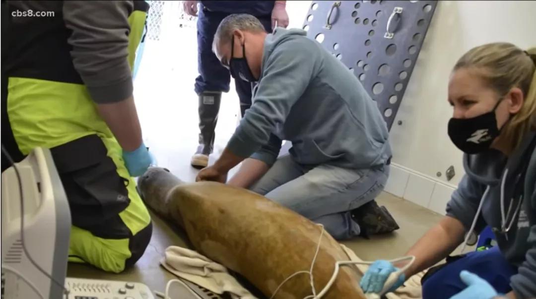 罪证|加州的海狮为何死于神秘癌症？藏在海底的罪证被发现