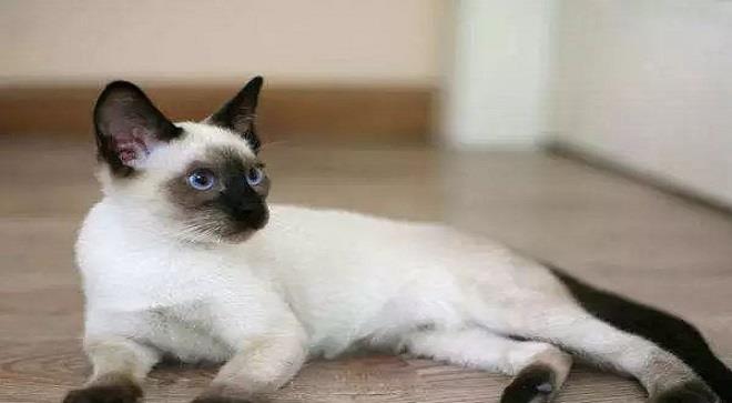 猫咪|适合新手的6种猫咪，拯救你的选择困难症