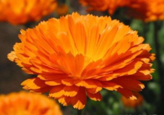 从5月4日开始 家养此款花卉 花色艳丽 花开枝繁叶茂 美 开花