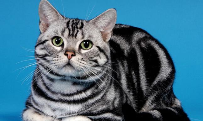 因为|寿命最长的7种猫咪，布偶猫上榜，它几乎不生病，能活20岁