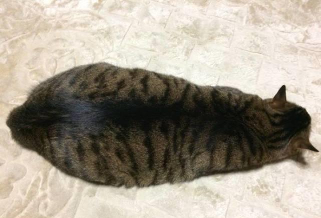 实在太|主人晒出趴在地上的猫，网友看了忍不住笑喷：这不是泡发的海参吗