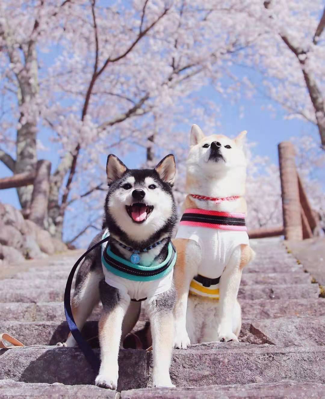 小柴犬价格多少钱一只？四大因素直接影响柴犬的价格！_搜狐网